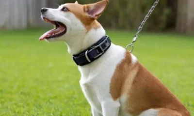 Ideal Dog Barking Collar